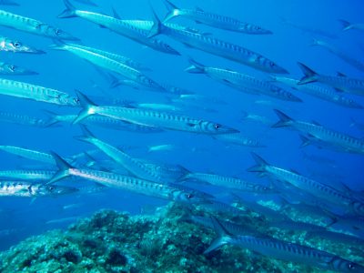 Réserve naturelle nationale de Cerbère-Banyuls © F. Cadène