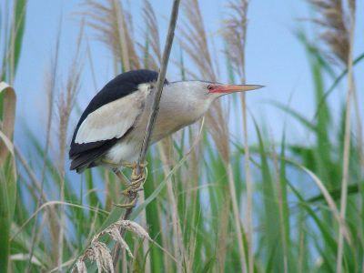 Blongios nain, Site N2000 des Marais des Basses vallées de l'Essonne et de la Juine © J. Daubignard