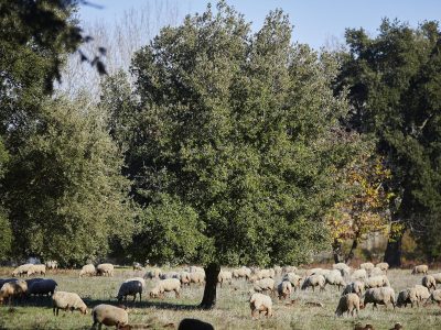 Brebis pâture Lambert, RBI des Maures © J. Bersi