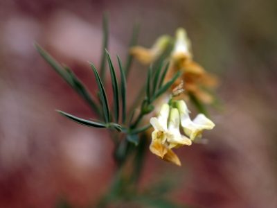 Gesse de Pannonie (c) C.E. Bernard, ONF