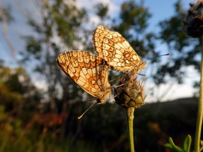 Mélitée du Mélampyre (c) M. Tréca, ONF