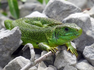 Lézard vert occidental (c) M. Tréca, ONF