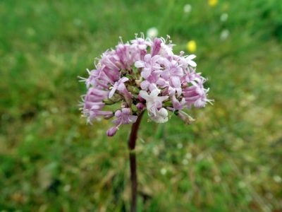 Valériane tubéreuse (c) M. Tréca, ONF