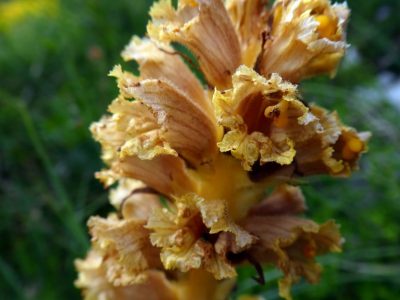 Grande orobanche (c) M. Tréca, ONF