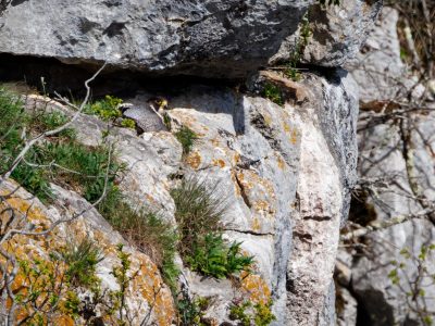 Faucon pèlerin (c) P. Malet