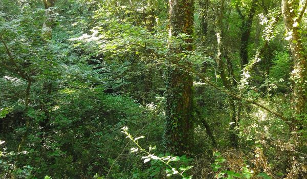 chenaie_foret-de-valbonne_daniel-vallauri-tribune