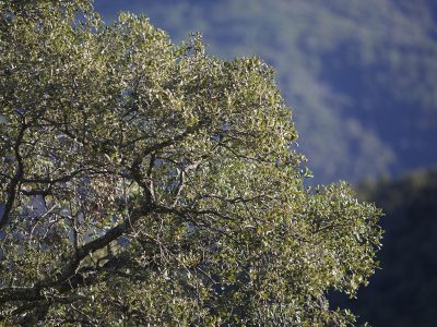 Chêne vert, RBI des Maures © J. Bersi