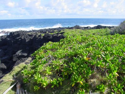 Complexe Zoysia Scaevola, RBD Réunion © J.Triolo