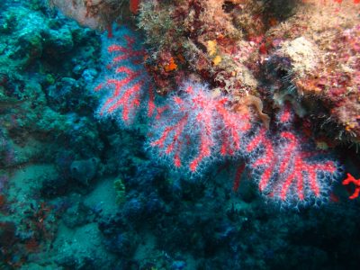 Corail rouge, Réserve naturelle nationale de Cerbère-Banyuls © F. Cadène