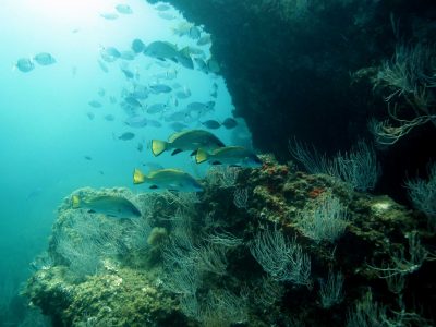 Corbs et sars, Réserve nationale de Cerbère-Banyuls © D. Fioramonti