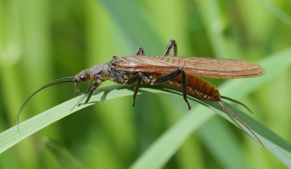 couv_dinocras-megacephala_vu_bertrandlaunay_petit