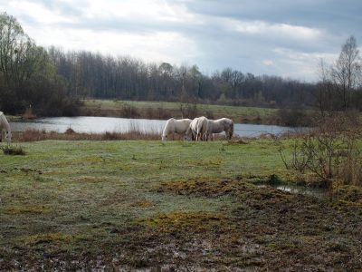 ENS Episy © C. Desmier