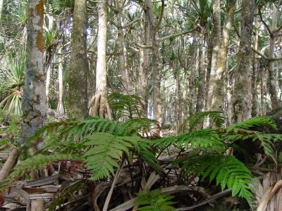 Ctenitis maritima Pandanus utilis, RBD Réunion © J.Triolo