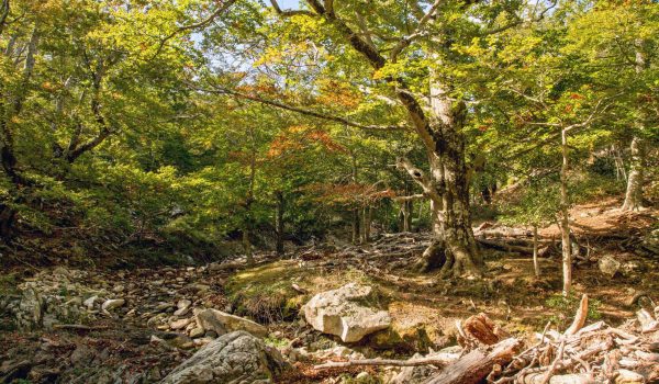 dso_rnnmassane_hetre_riviere