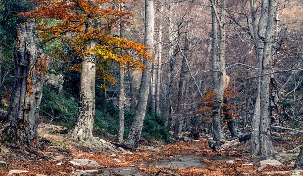 dso_rnnmassane_riviere_automne_21