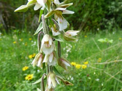 Epipactis-des-marais (c) M. Tréca, ONF