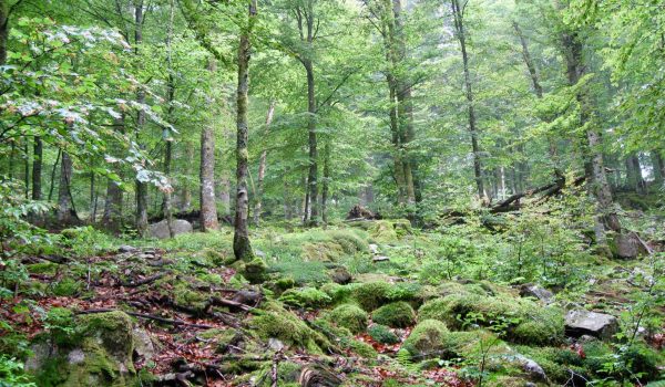 for-mix-aci-med-eur_thierry-gauquelin