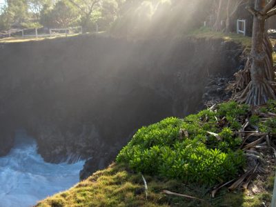 Fourré à Psiadia, RBD Réunion © J.Triolo
