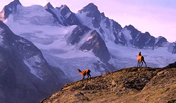francophonie-et-biodiversite