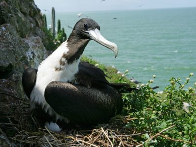 Frégate superbe, Réserve naturelle nationale de l'île du Grand Connétable © J.L. Roustan