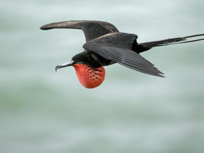Frégate superbe mâle adulte, Réserve naturelle nationale de l'île du Grand Connétable © J.L. Roustan