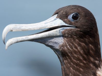 Frégate superbe, Réserve naturelle nationale de l'île du Grand Connétable © K. Pineau