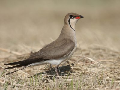 Glaréole à collier, La Tour du Valat © M.Thibault