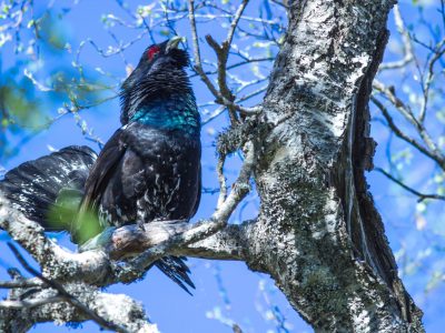 Grand Tétras, © P. Guiton