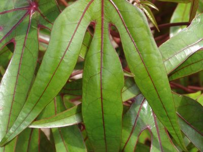 Hernandia mascarenensis, RBD Réunion © J.Triolo