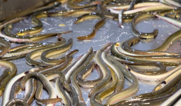Gilthead, shrimp, shellfish - Seafood on ice at the fish market - fresh sea food