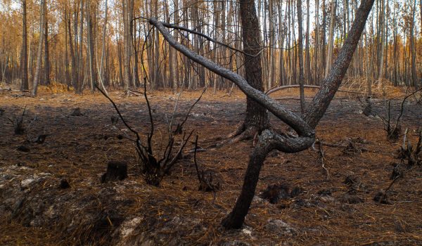 Forêt de pins ravagée par l'assaut des flammes, suite aux incendies de Gironde, en été2022, à proximité de Belin-Belit