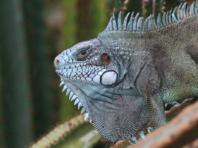 Iguane vert, Réserve naturelle nationale de l'île du Grand Connétable © K. Pineau