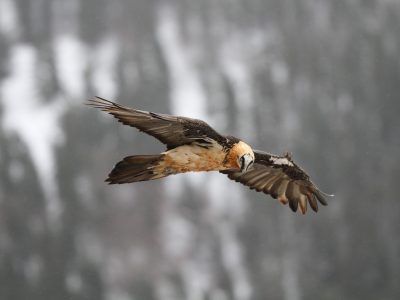 Gypaète barbu, Parc national des Pyrénées © F. Luc