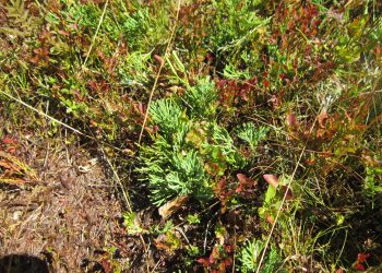 RBD Hochfeld & Champ du Feu © Agence territoriale de Schirmeck, ONF  