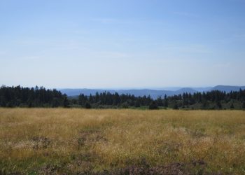 Nacré de la canneberge, RBD Hochfeld & Champ du Feu © Agence territoriale de Schirmeck, ONF