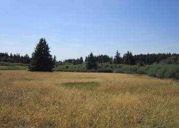 RBD Hochfeld & Champ du Feu © Agence territoriale de Schirmeck, ONF