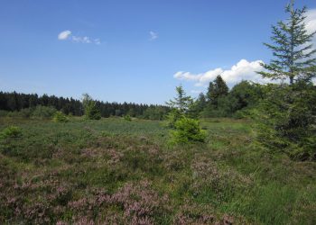 RBD Hochfeld & Champ du Feu © Agence territoriale de Schirmeck, ONF