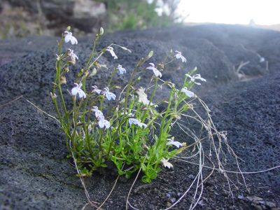 RBD Réunion © J.Triolo
