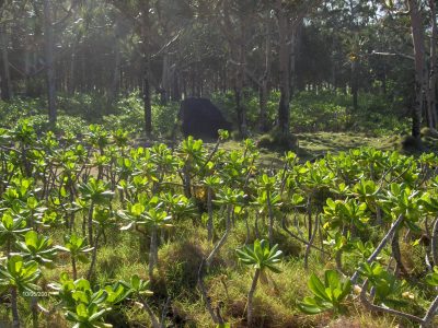 RBD Réunion © J.Triolo