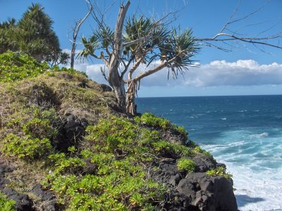 Réserves biologiques dirigées de la forêt de la Coloraie du Volcan - La Réunion © J. Triolo