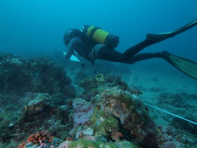 Suivi de la Réserve de Couronne (c) Jo Harmelin