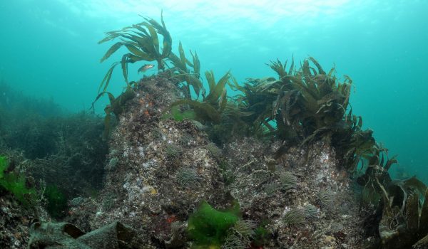 laminaire-c-emmanuel-donfut.office-francais-de-la-biodiversite