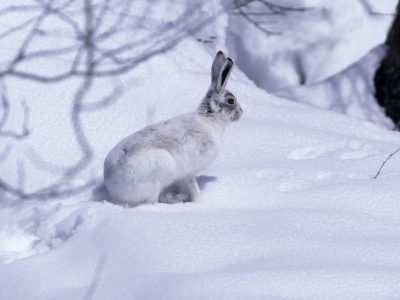 Lièvre variable (c) R. Chevalier
