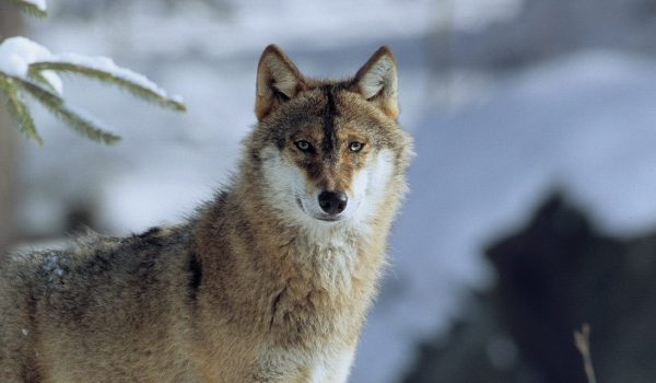 loup-gris-2-roland-clerc-e1733480216389-1