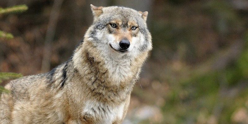 loup-gris-3-roland-clerc-bandeau-bis