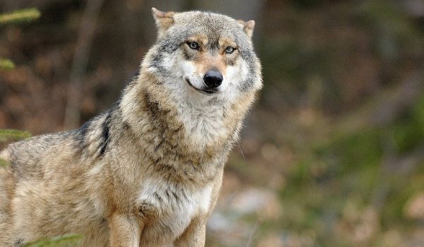 loup-gris-3-roland-clerc-bandeau-bis