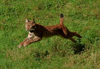 Parc naturel régional des Vosges du Nord © M. Wagner