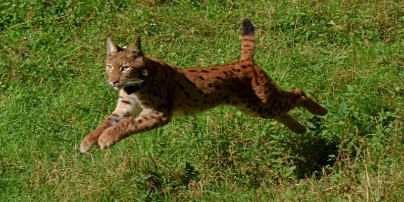 Parc naturel régional des Vosges du Nord, 2018