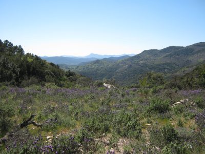 Maquis dans la Réserve biologique intégrale (RBI) des Maures © ONF