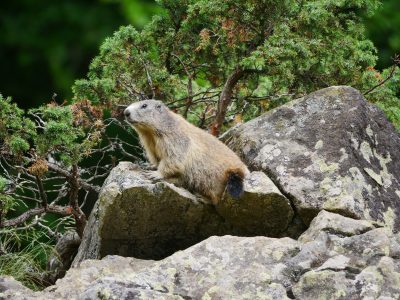 Marmotte, RNCFS d'Orlu © R. Narfez